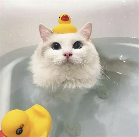 A cat that likes water?https://ift.tt/30lLmY3 | Cute cat wallpaper, Cute animals, Cute cat memes