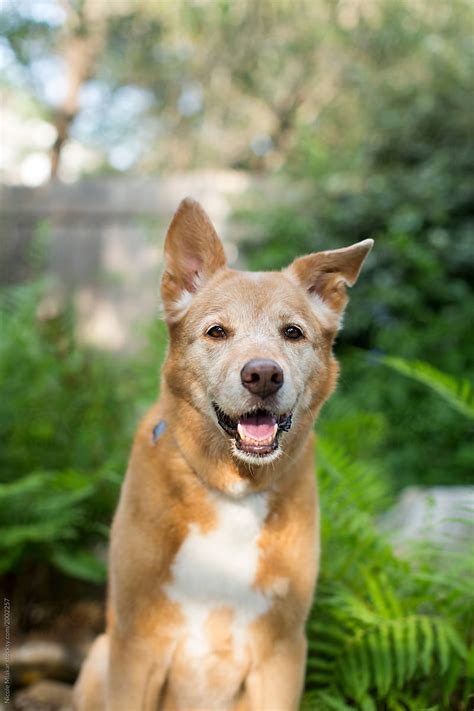 "Portrait Of Mixed Breed DIngo Dog Outside" by Stocksy Contributor ...