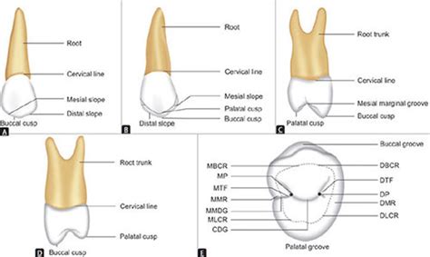 First Maxillary Premolar 14/24-03 | ubicaciondepersonas.cdmx.gob.mx