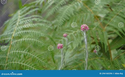 Flowers Of Antennaria Dioica Also Known As Cats Foot Rose