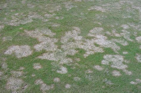 Winter Lawn Tips: Snow Mold Disease