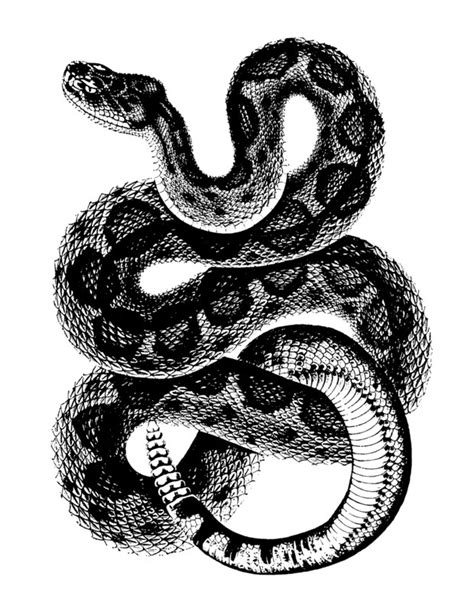 Coiled Rattlesnake Drawing At Explore Collection