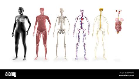 Human Body Systems Illustrations Of The Muscular Skeletal