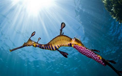 Sea Horse Wallpapers Wallpaper Cave