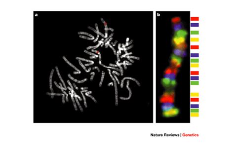 Cytogenetic Localization Of DNA Sequences With Fluorescence In Situ