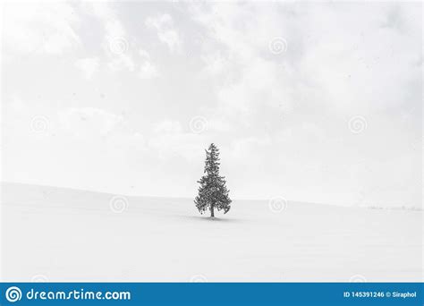 Paisaje Al Aire Libre Hermoso De La Naturaleza Con El Rbol Solo De Los