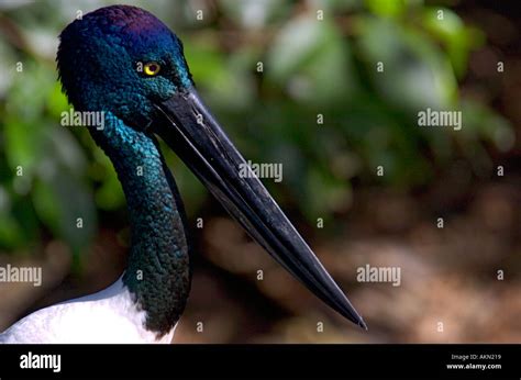 Black Necked Stork Ephippiorhynchus Asiaticus Jabaru Stock Photo Alamy