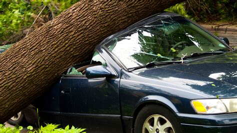tree falls emergency tree service