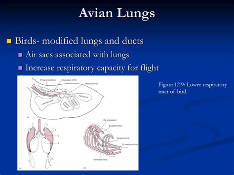 Ppt Comparative Anatomy Respiratory System Powerpoint Presentation