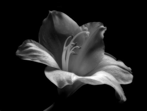 Black And White Lily Photograph By Nadja Drieling Flower Garden And