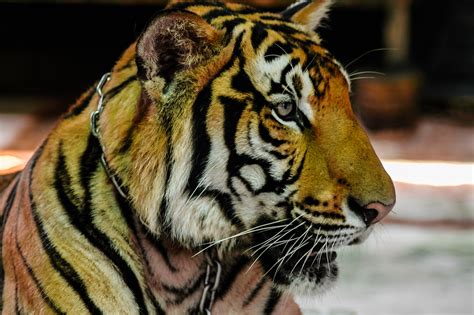 Free Images Wildlife Zoo Portrait Fauna Close Up Whiskers Tiger