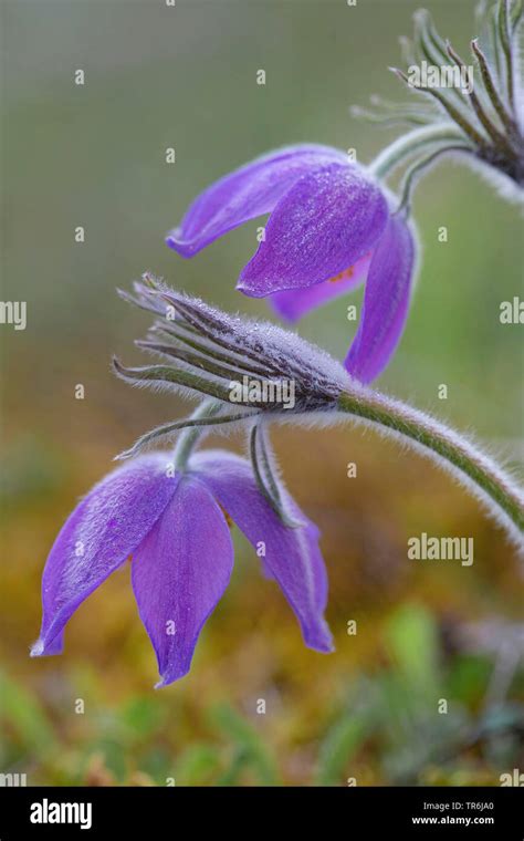 Pasque Flower Pulsatilla Patens Anemone Patens Flowers In Lateral