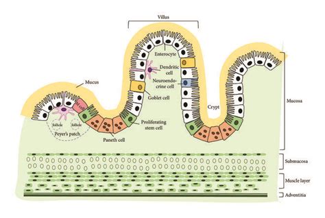 A Cartoon Depicting The Cross Sectional Structure Of Small Intestine Download Scientific