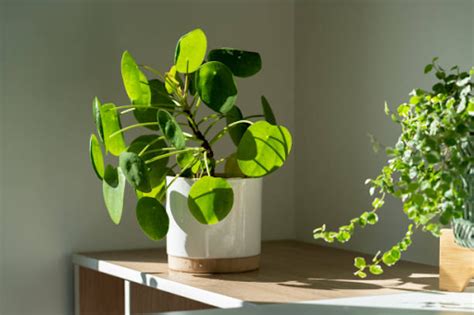 Money Plant Vastu: Prosperity Through Proper Placement - TimesProperty