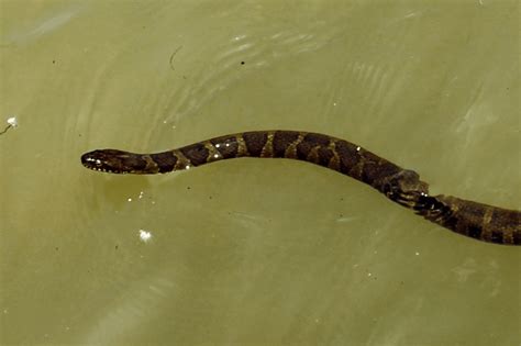 List of Venomous Snakes Found in Each U.S. State - Wildlife Informer