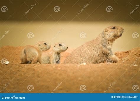 A Gopher Eating Fruit in Its Habitat Stock Image - Image of nose ...