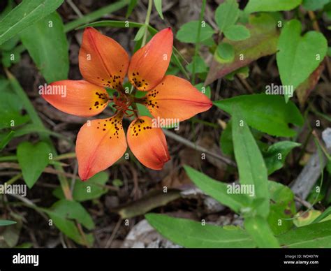 Tiger Lily Plant Leaves