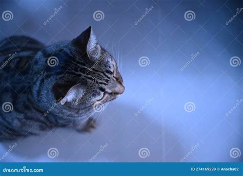 Tabby Cat Is Looking At Something Stock Image Image Of Furry Kitty