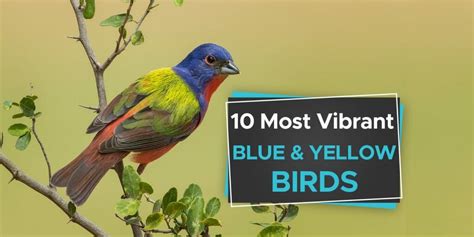 10 Most Vibrant Blue And Yellow Birds Pictures Guide Birdwatching