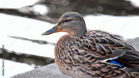 Portrait of a Mallard Duck - a brown female with a gray beak and a blue ...