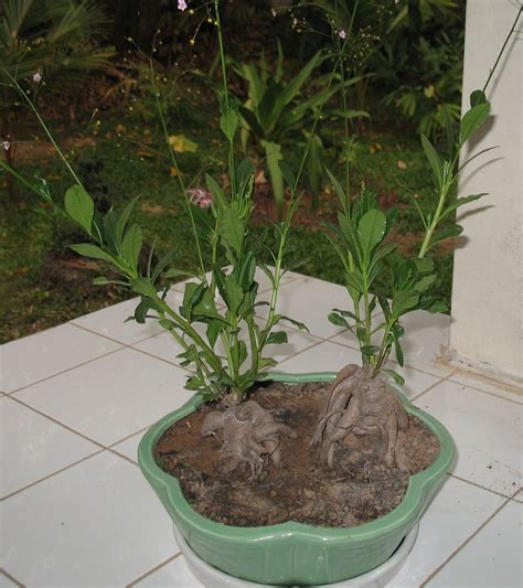 Talinum Paniculatum Pha Tad Ke Botanical Garden