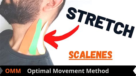 Neck Stretches Scalene Stretch Youtube