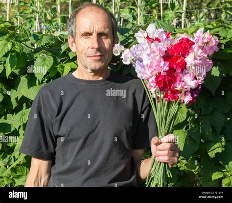 Man Holding A Large Bunch Of Spencer Sweet Peas Stock Photo Alamy