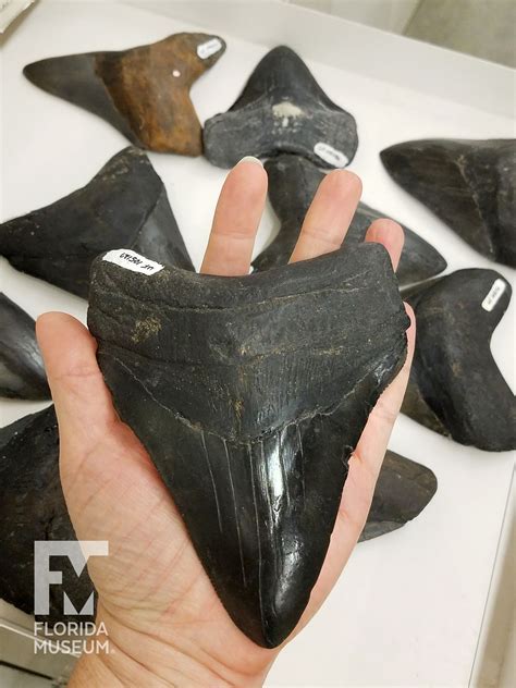 Five Facts: Megalodon | Fossil bones, Megalodon, Fossil hunting