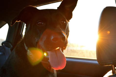 Cani Chiusi In Macchina Sotto Il Sole Cosa Fare E Chi Avvisare