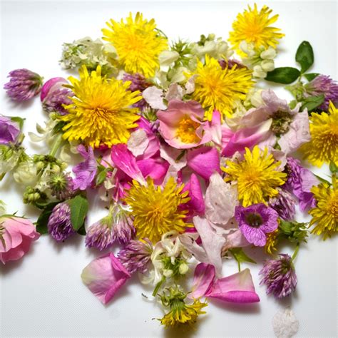 Fresh Edible Flowers For Tortoises Hever Tortoise World