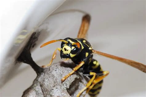 How Wasps Can Sting You: All Questions Answered