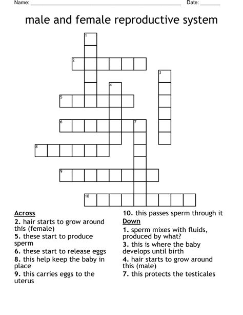 Male And Female Reproductive System Crossword Wordmint