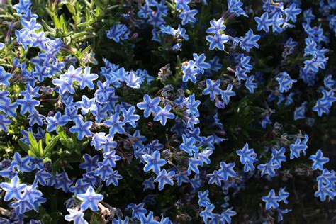 Perennials - Blue Star - How Does Your Garden Mow