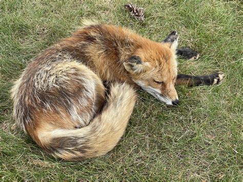 Sleeping red Fox at Brentwood : r/longisland