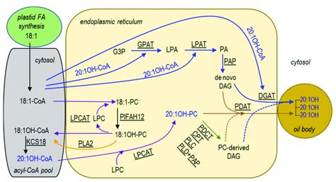 Proposed pathways for triacylglycerol (TAG) biosynthesis in P ...