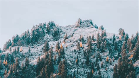 mountain, slope, trees, snow, landscape, 4k HD Wallpaper