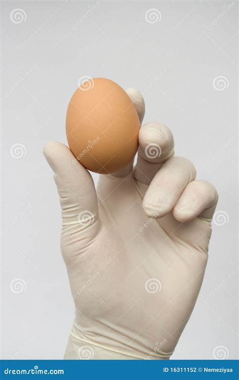 Hand Holding Egg Stock Photo Image Of Hand Fragility 16311152