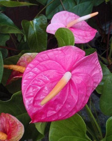 Pink Anthurium : r/flowers