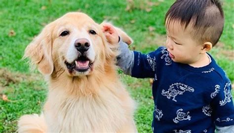 Por Qu Los Perros Golden Retriever Son Los Mejores Perros Para Ni Os