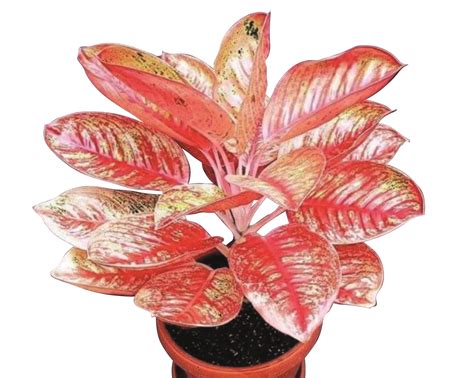 rahasia aglaonema tampil menawan trubus