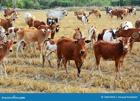 Group Of Cow Herd Is Feeding Grass In A Dry Field Stock Image Image