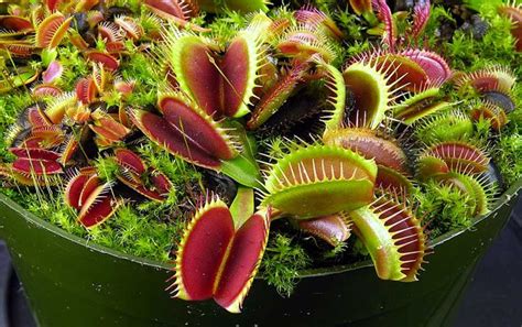 Dionaea Muscipula Entretien Fiche De Culture Plante Carnivore