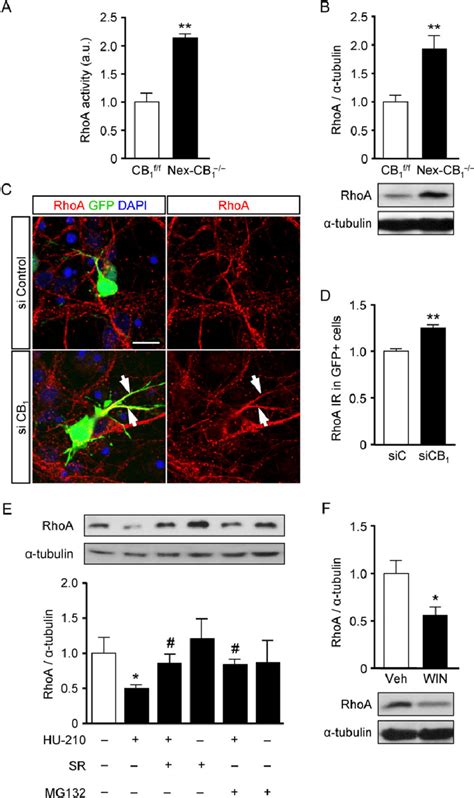 CB 1 Signaling Controls RhoA Protein Levels In Pyramidal Neurons A