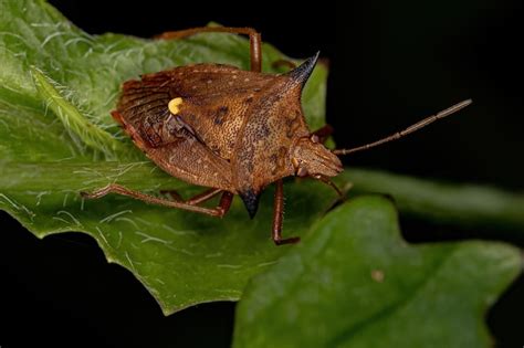 Chinche Apestosa Adulta Del G Nero Euschistus Foto Premium