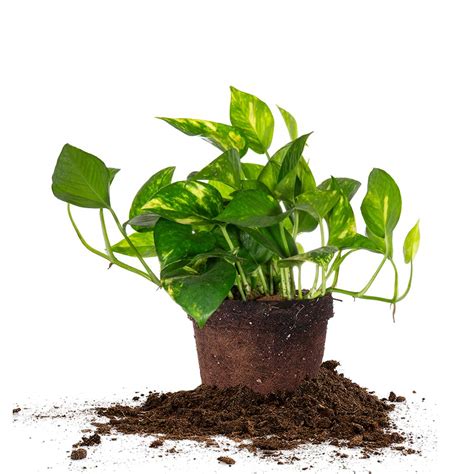 Buy Perfect S Golden Pothos In In Grower S Pot Epipremnum Aureum