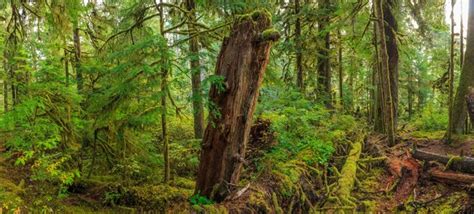 Hoh Rain Forest En El Parque Nacional Olympic Ee Foto Premium