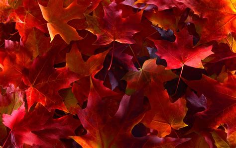 Red maple leaves, leaves, plants, fall, colorful HD wallpaper | Wallpaper Flare