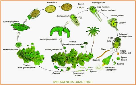 METAGENESIS LUMUT- PAKU - Biology Page