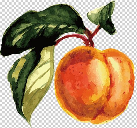 Durazno Naranja Pintura Acuarela De Frutas Durazno Acuarela