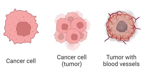 Cancer Cells: Definition, Morphology, Types, Development